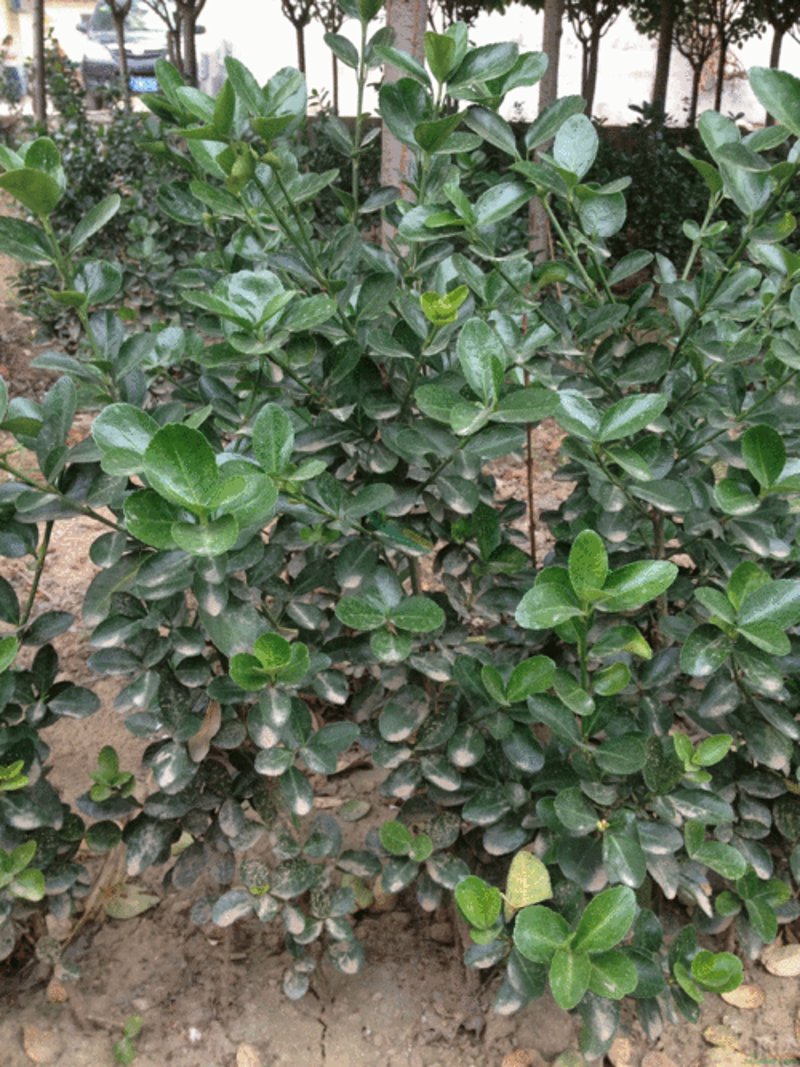 警惕果树苗选购误区