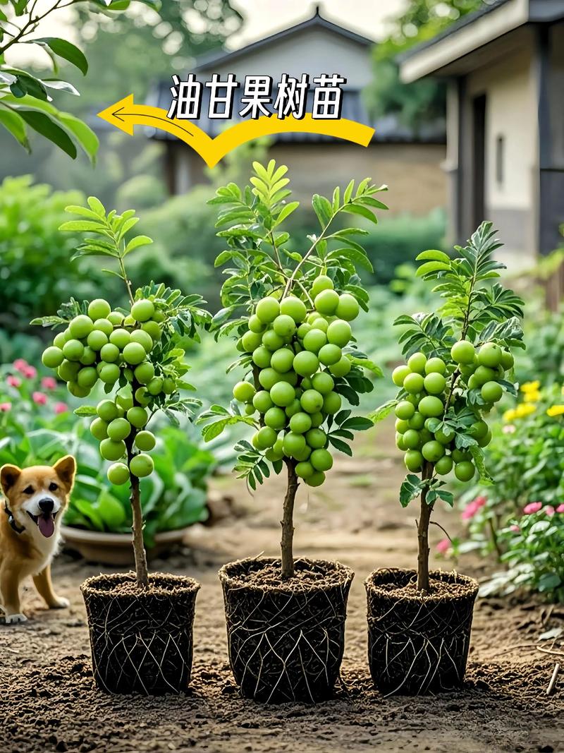 冬季养护：冬青苗使用技巧全解析