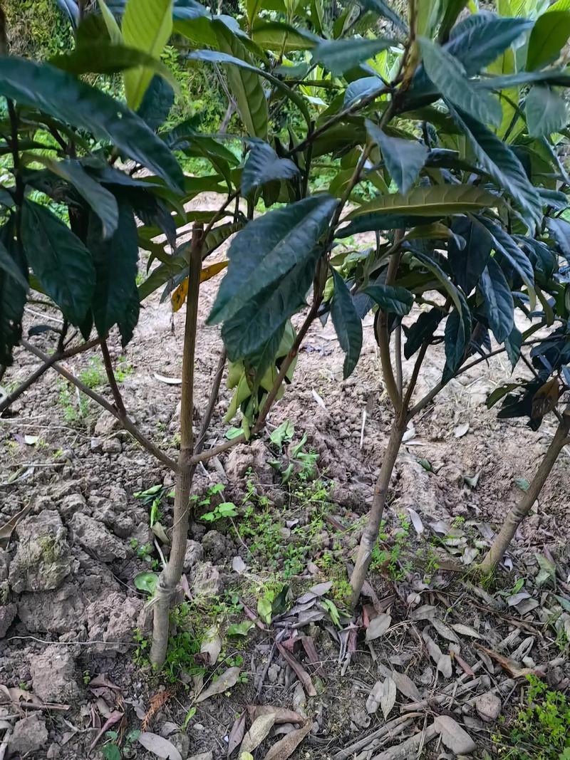 泰安苗木基地选购指南：选择优质苗木的那些事儿