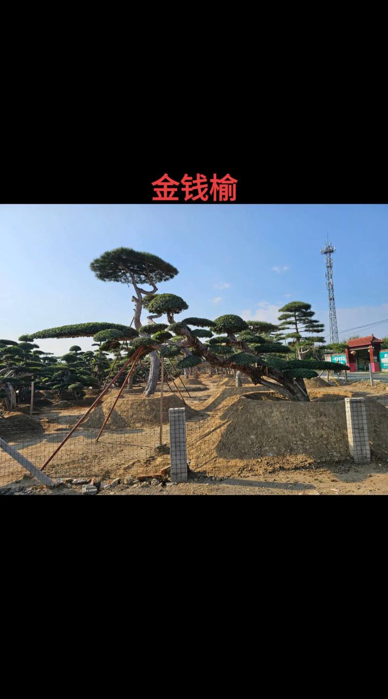 果农必知的果树苗挑选与种植技巧