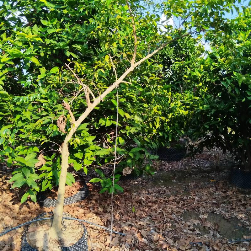 泰安苗圃：绿色植被的守护者